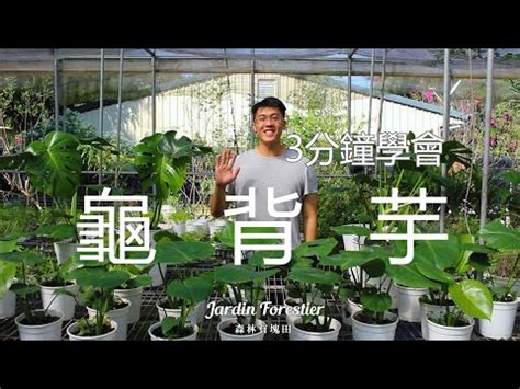 龜背芋 寓意|龜背芋好處：招財、淨化空氣、增強風水 